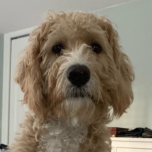 Meet your Posher, Ajdin